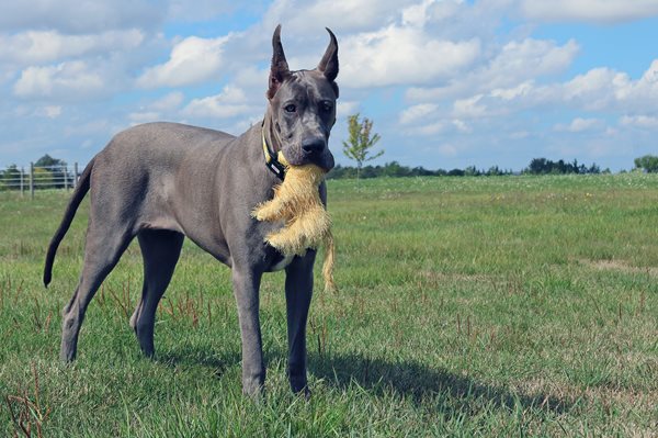 Ckc great dane outlet