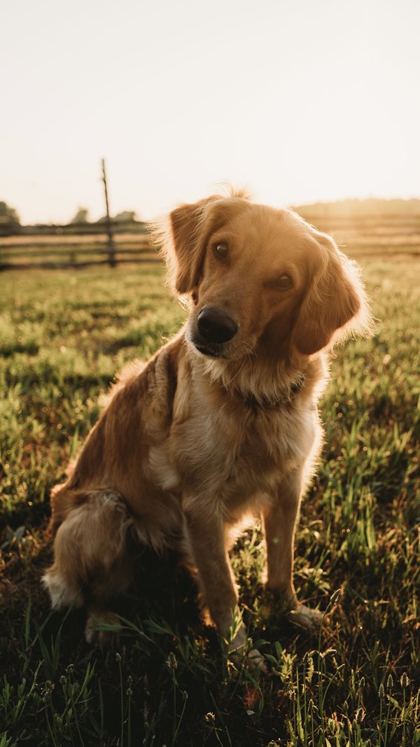 Canadian Kennel Club Club Canin Canadien