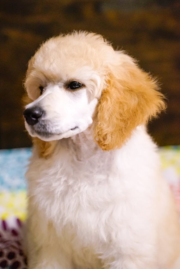 Canadian Kennel Club Club Canin Canadien