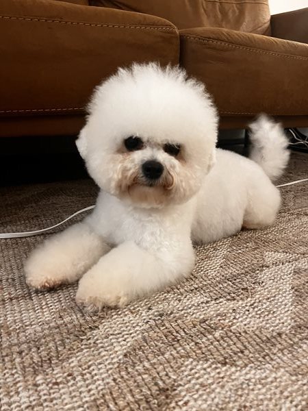 Canadian Kennel Club Club Canin Canadien