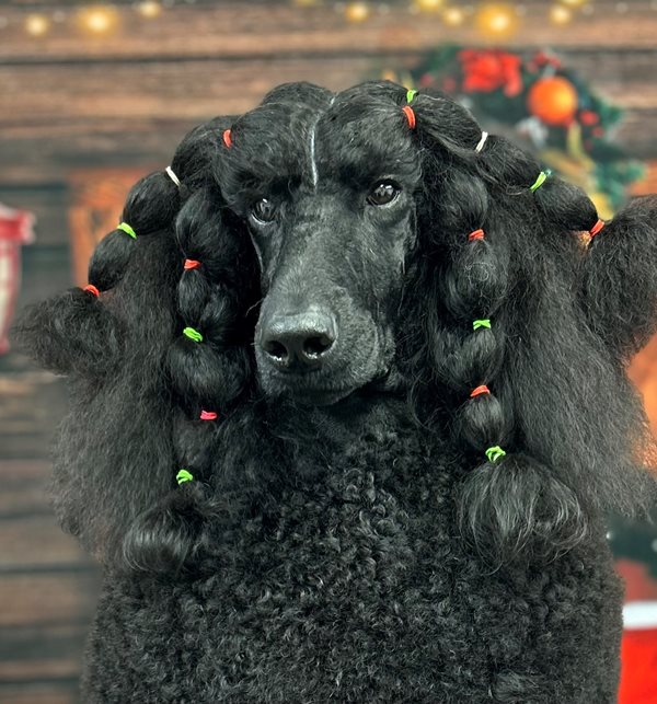 Canadian Kennel Club | Club Canin Canadien