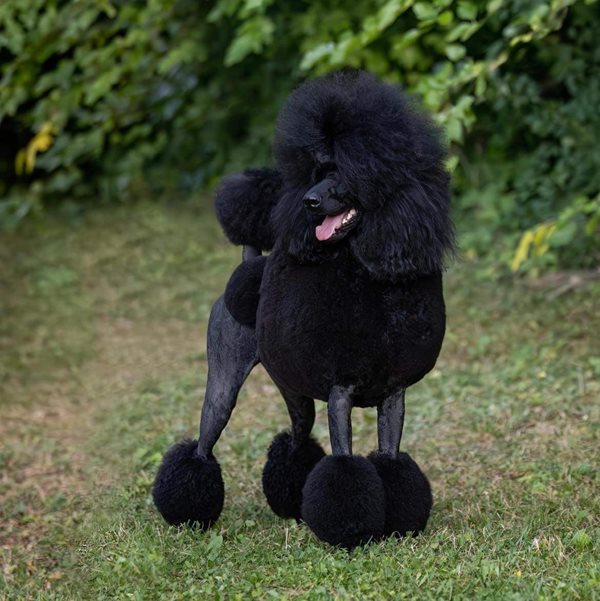 Canadian Kennel Club | Club Canin Canadien