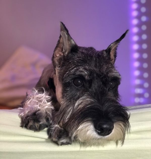 Ckc miniature sales schnauzer breeders