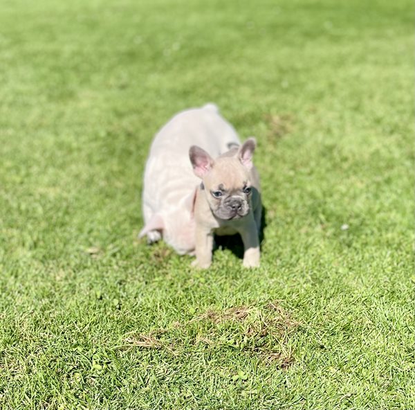 Canadian Kennel Club Club Canin Canadien