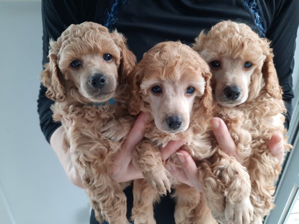 Ckc miniature poodle breeders clearance