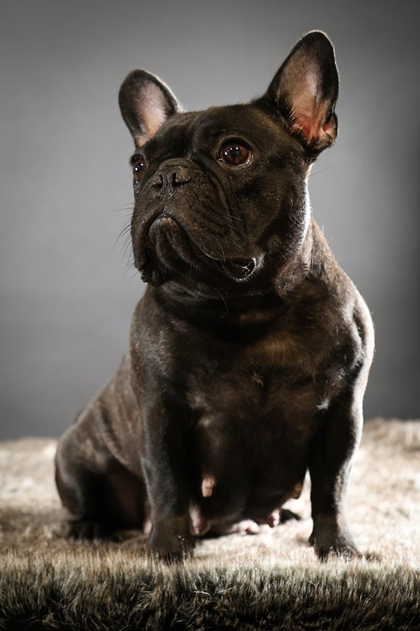 Canadian Kennel Club Club Canin Canadien