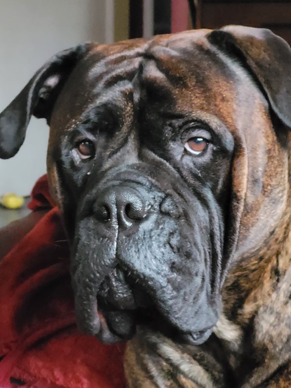 Bullmastiff kennels discount near me