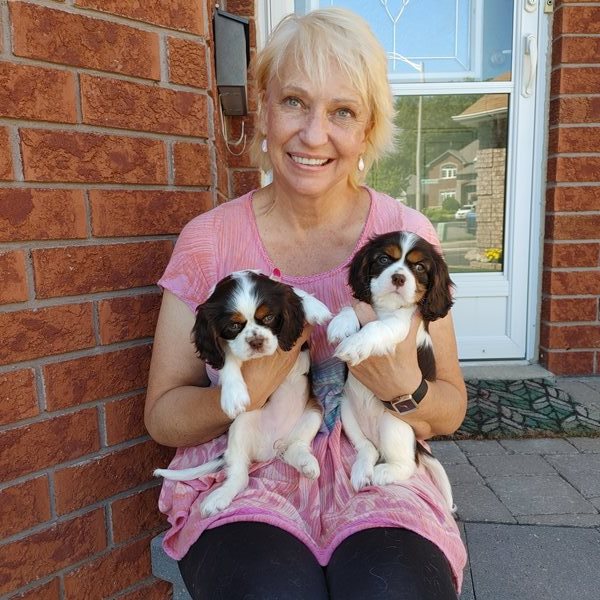 King charles spaniel kennel club top