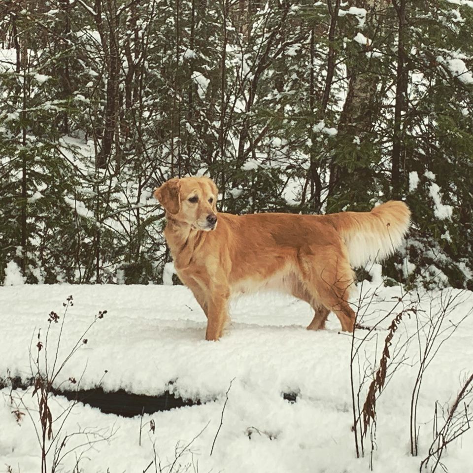 Canadian Kennel Club Club Canin Canadien