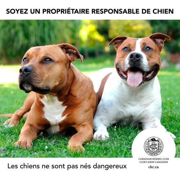 DogsArentBornDangerous.jpg