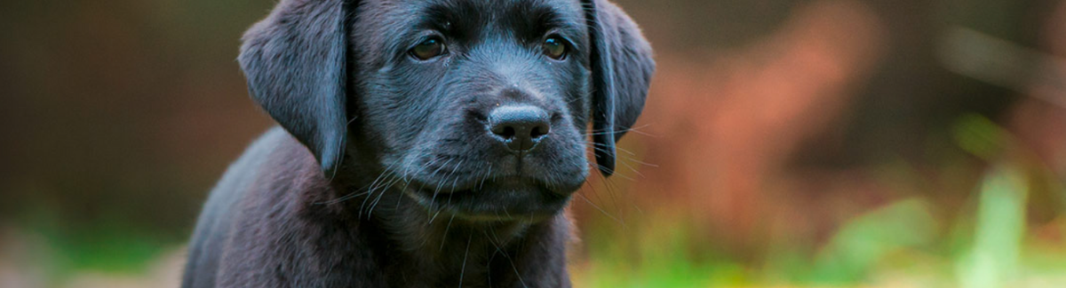 Comment faire un test ADN à son chien et où l'enregistrer ? 