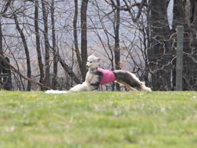 Afghan_Hound_1370964_Francine_Parke_a3a78ff6-fbd8-412a-b3aa-cf2e33e28f40.jpg