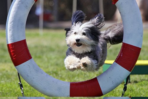 Havanese_Top10_2017.jpg Havanese_Top10_2017.jpg