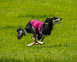 Lure-coursing-Chipperfield-Photography.jpg Lure-coursing-Chipperfield-Photography.jpg