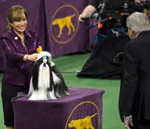 WKC_ShihTzu_havent.JPG