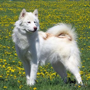 Understanding the Canadian Eskimo Dog | CKC