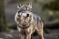 iStock-1208985997.jpg
