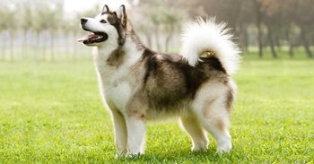 dog0012-1.jpg
