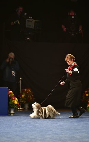 hjG4UoKTuiW4oaMMCYRi_11-16-19-Gaiting-at-National-Dog-Show-Havanese7.jpg