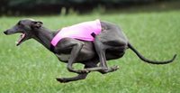 Lure-Coursing.jpg