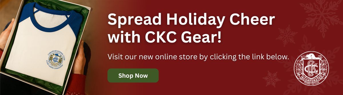 hands holding a opened holiday gift box with a CKC baseball shirt folded inside