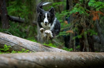 Purina-Performance-Dog-Border-Collie-Medium.jpg