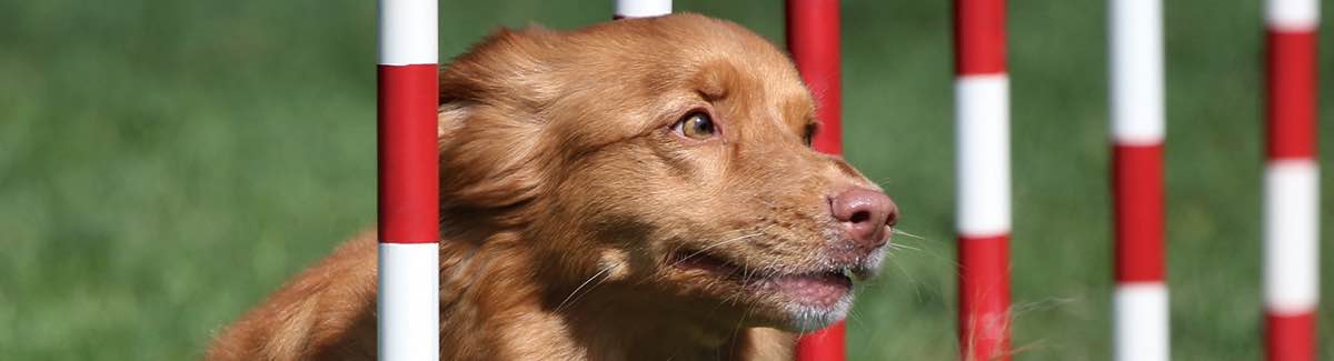 Canadian kennel club sales events