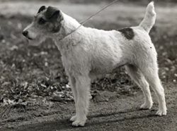 WKC-Wirefox.JPG