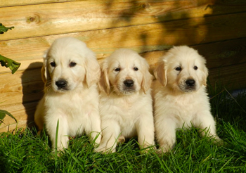 50-retriever-puppies.png