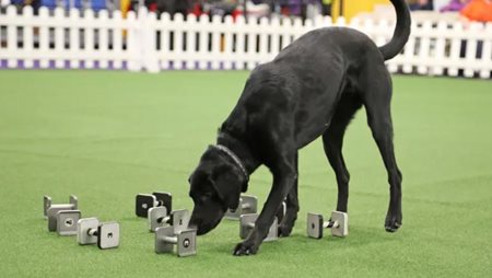 dQX4tVOIScOJUOF1wAy2_WKC-Masters-Obedience.JPG