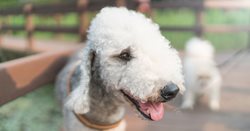 dog1.jpg