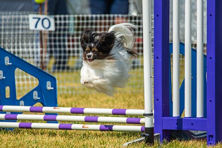 Papillon_1427913_Donna_Middleton-_e99c0e6a-383c-4efe-9b2c-d04d436e4c8d.jpg