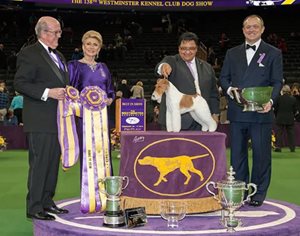 WKCwirefox14_terrier.JPG