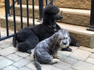 yMDSDDaMSg6vhx8GlkDk_MeashaLeroyJune2019.jpg