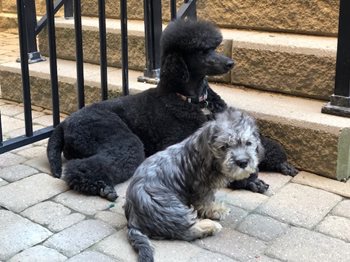 yMDSDDaMSg6vhx8GlkDk_MeashaLeroyJune2019.jpg