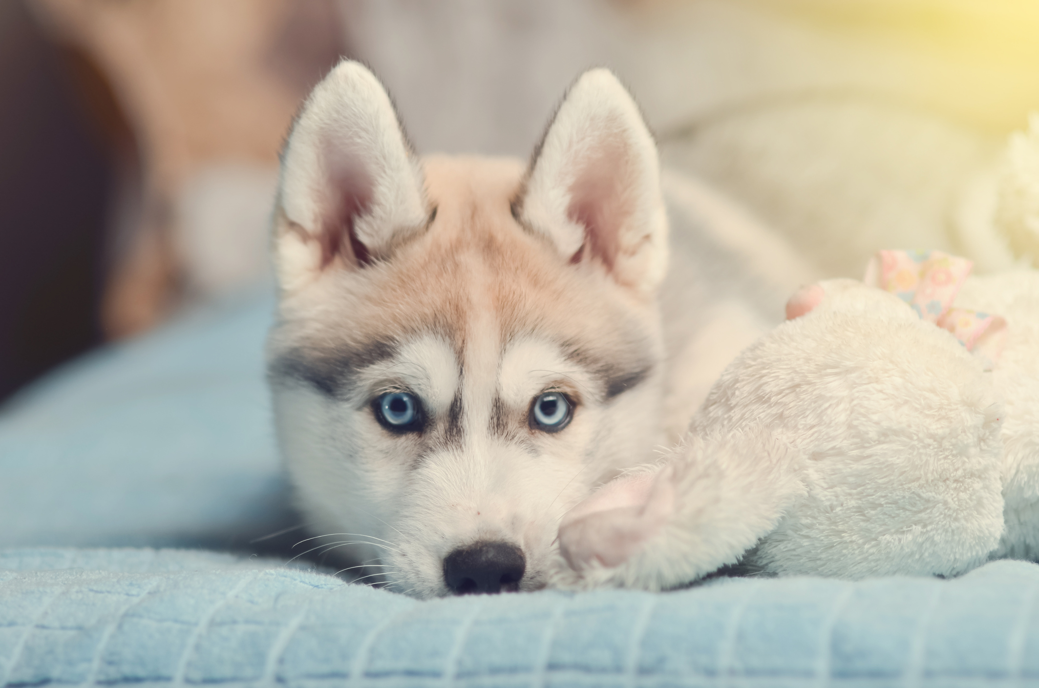 8EUFoIGiSnCqheJ3h7xQ_iStock-1073967370-1.jpg