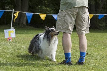 Rally-Photo-Brian-Gray-Swansea-Dog-Obedience-1.jpg