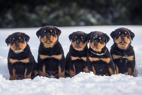 Sélection d’un chien | CKC