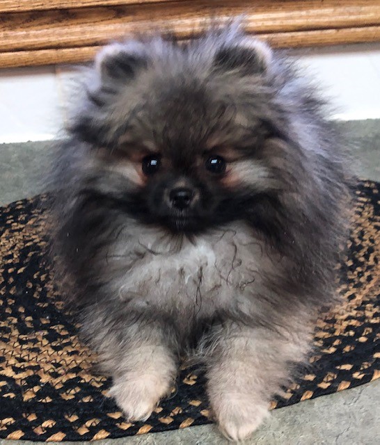 Canadian Kennel Club Club Canin Canadien