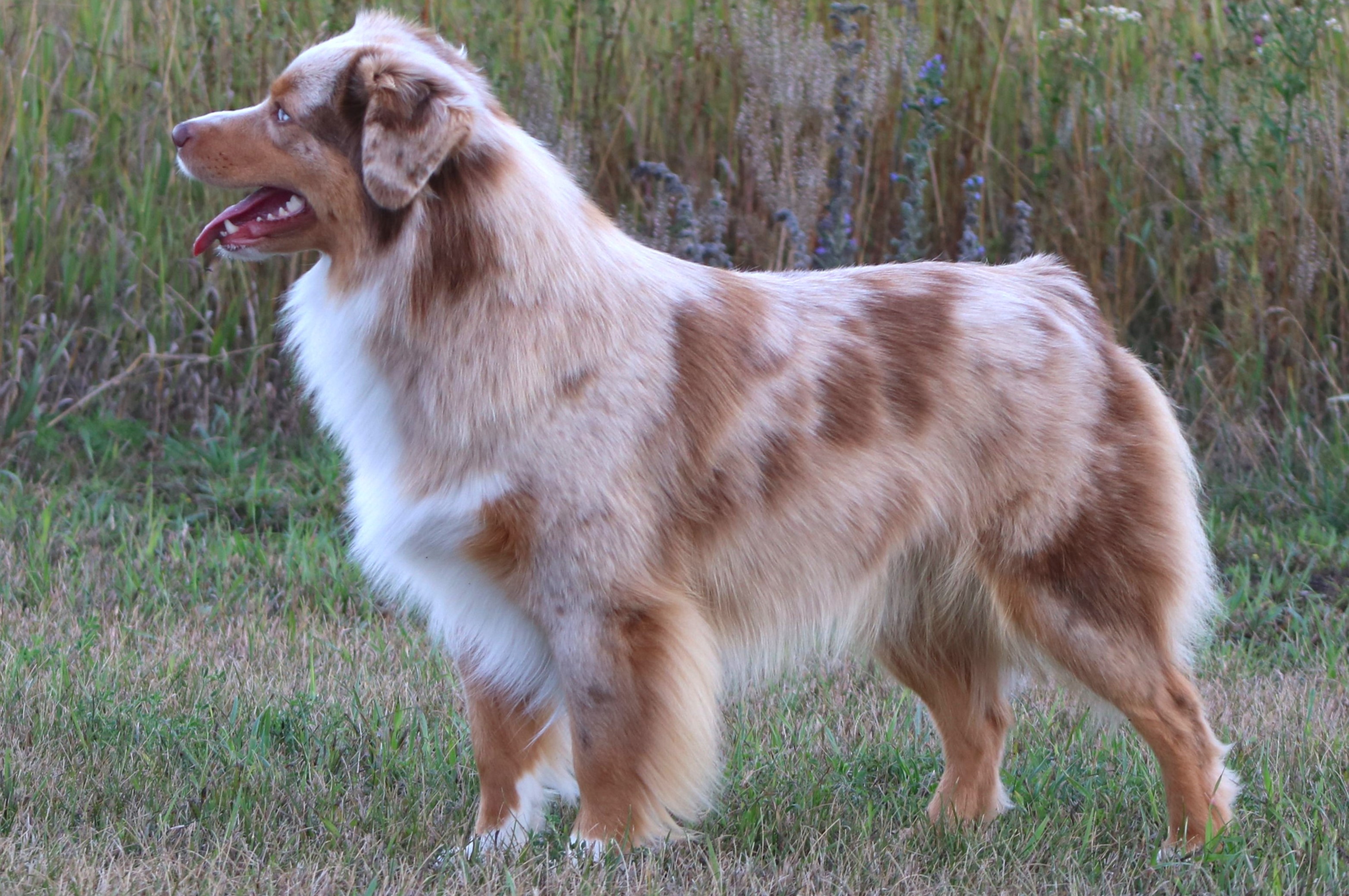 large breed herding dogs