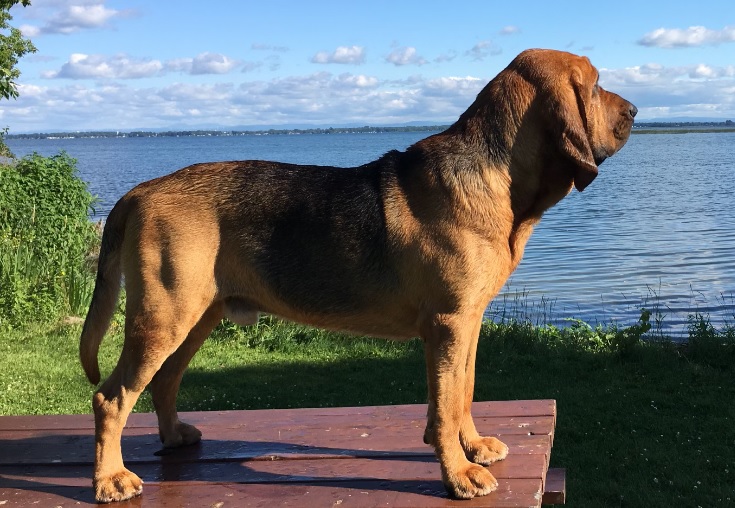The Puppy List