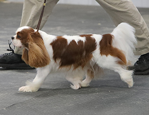 10-TSD-Cavalier-Gaiting.jpg