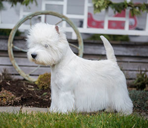 6-TSD-Westie.jpg