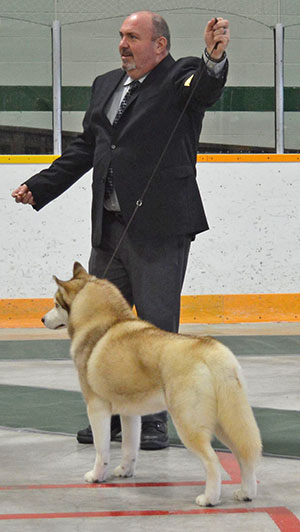 8-TSD-Siberian-Husky.jpg
