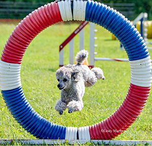 7-Pixel-Poodle-Photo-Lindy-Martin-WEB.jpg