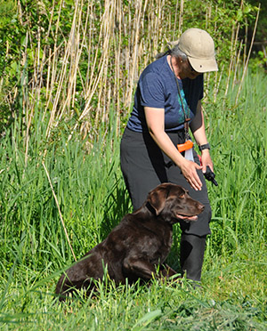 5-Caesar-Labrador-Retriever.jpg