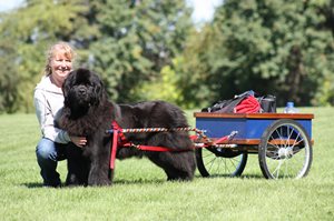 3-Miss-Andie-Newfoundland.jpg
