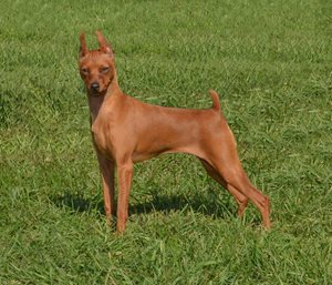 6-Miniature-Pinscher.jpg