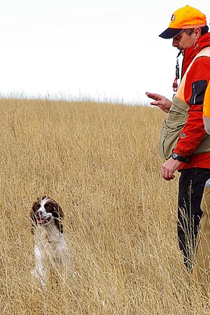Spaniel-Amateur-All-Age.jpg