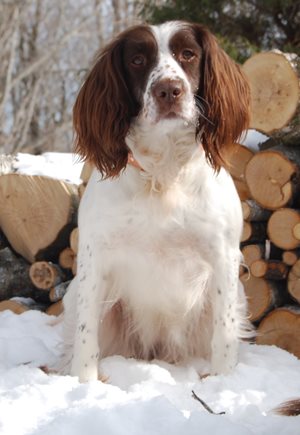 Spaniel-Open-All-Age-2.JPG